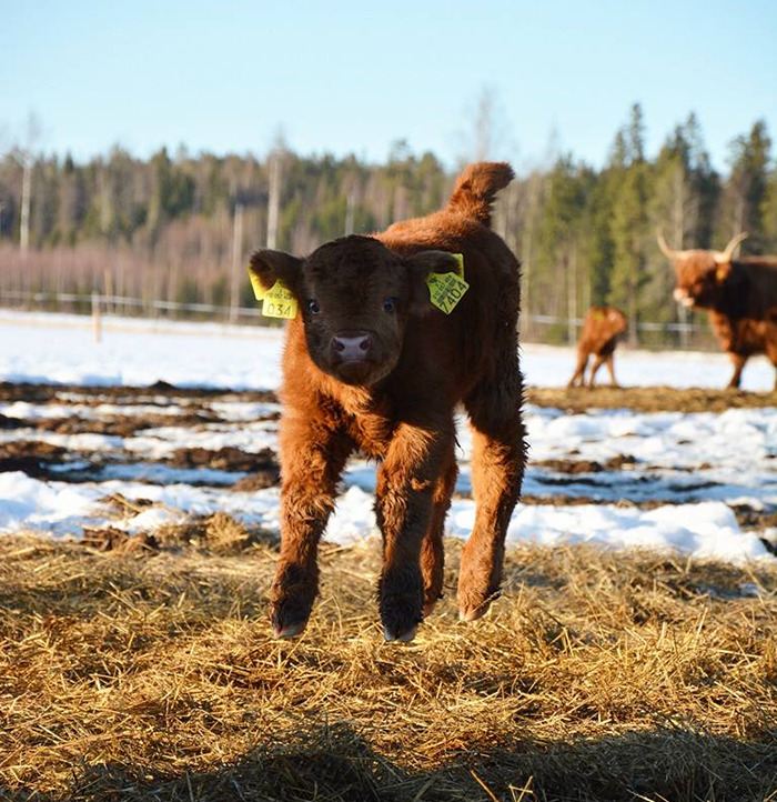 Cute-Baby-Highland-Cattle-Calves