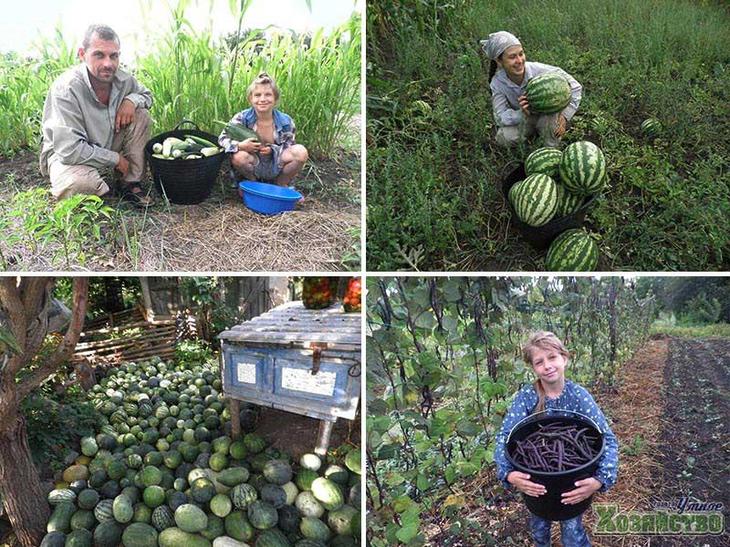 Суть природного земледелия. Органическое земледелие на даче. Бублик органическое земледелие. Органический огород с нуля. Органическое земледелие на даче с нуля.