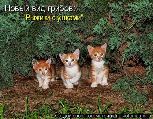 Детская котоматрица (17 шт)