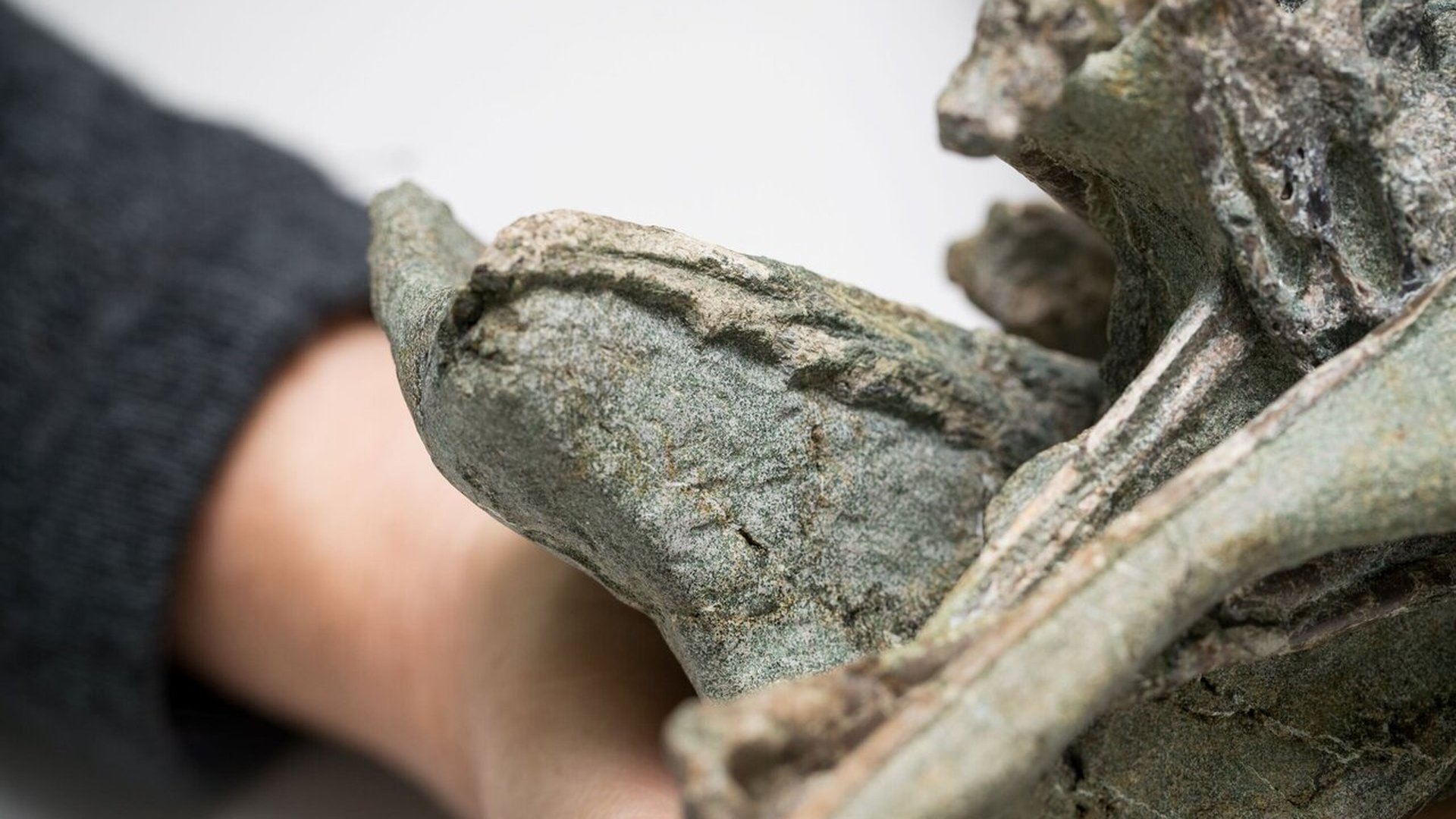 В Новой Зеландии нашли одну из древнейших в мире птиц