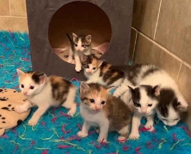 Котята сидят