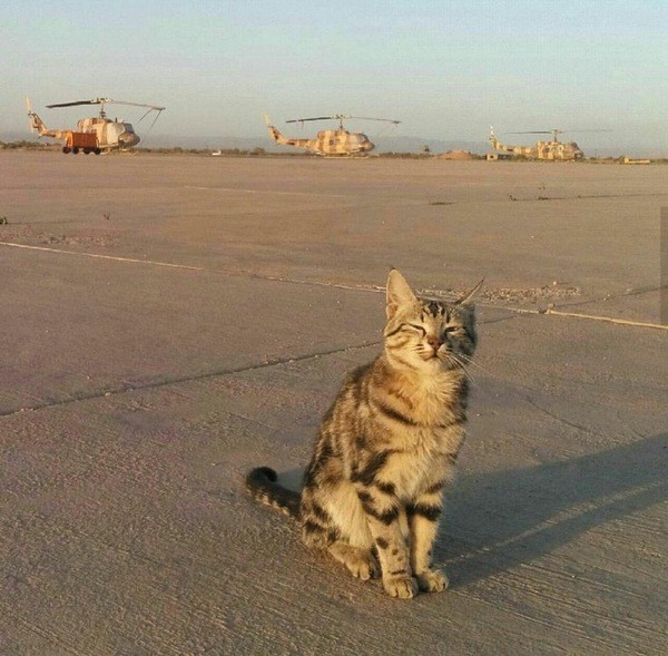 Комдив и Кот военный аэродром, животные, комдив, кот, чкаловский