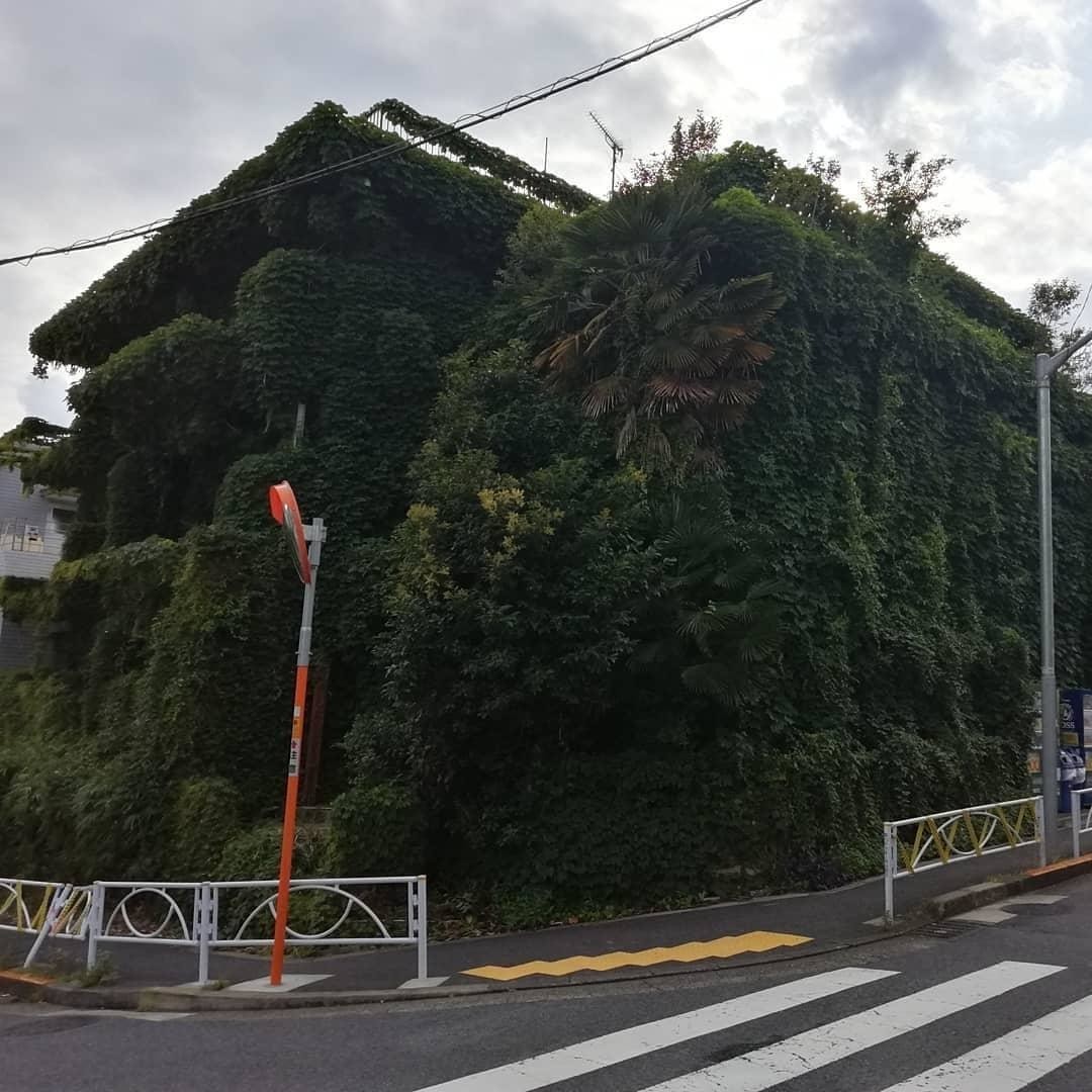Вот так засосало... О домах, поглощённых плющом 