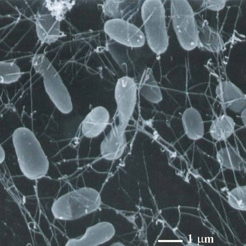 Methanopyrus kandleri, вид метанообразующих архей из типа эвриархеот, выделенный в собственный класс Methanopyri