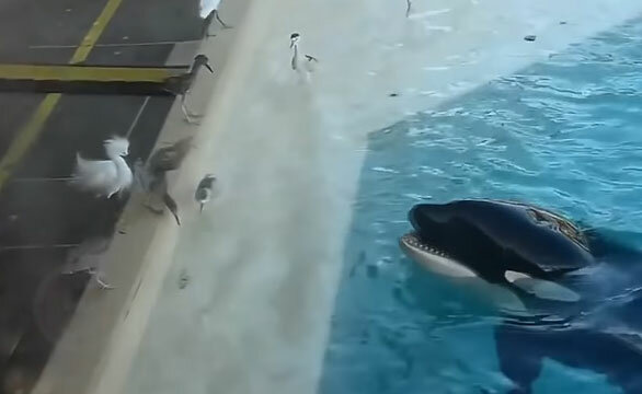 10 самых ненормальных животных животные,интересное