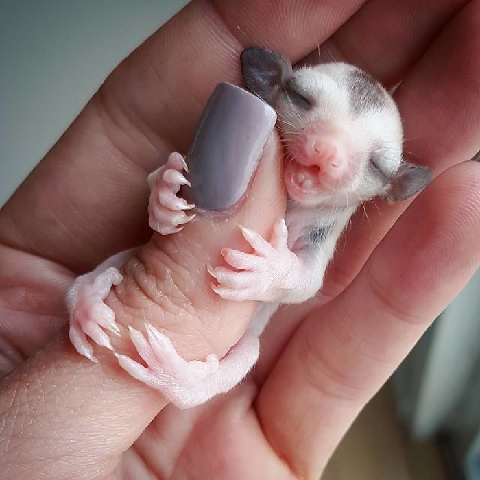 Tiny Baby Sugarglider