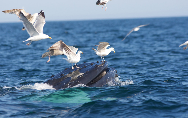 Чайки наверху горбатого кита.  животные, море, океан, природа, рыба