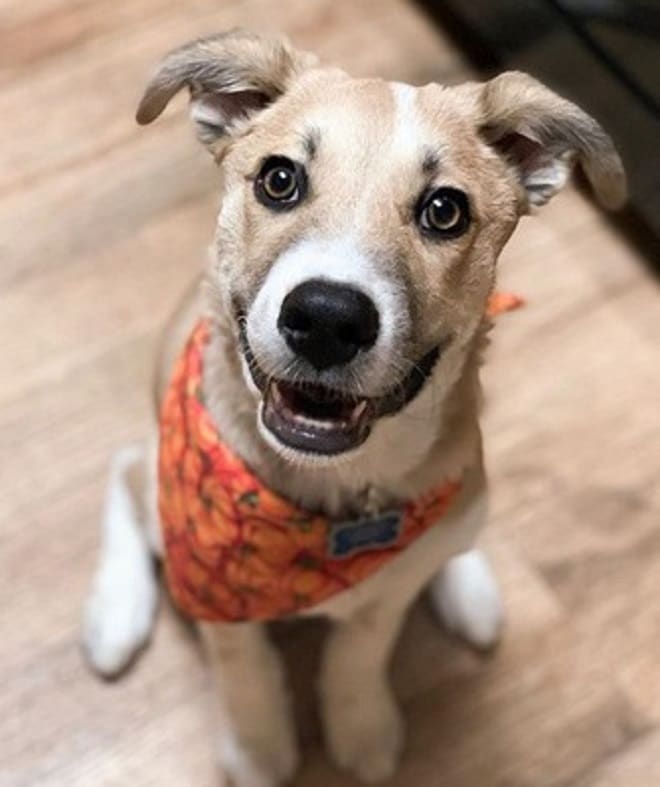 Счастливый щенок