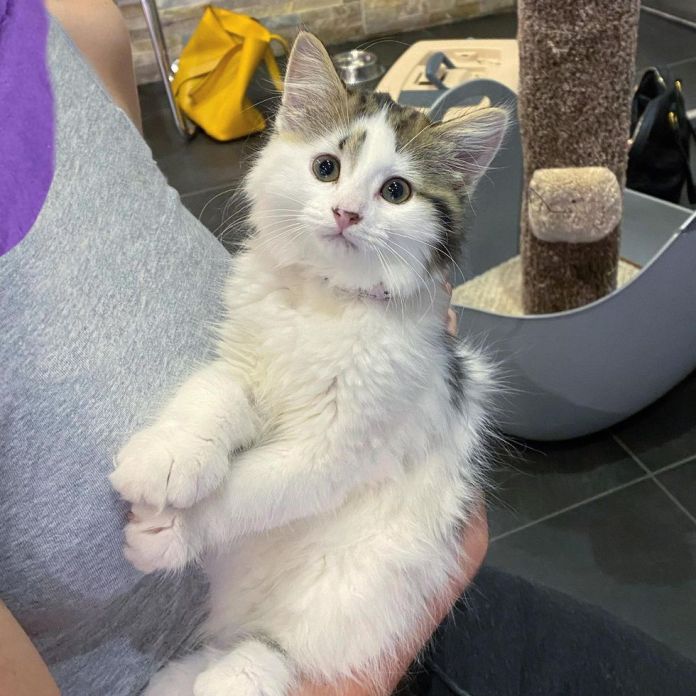 Без кота и жизнь не та