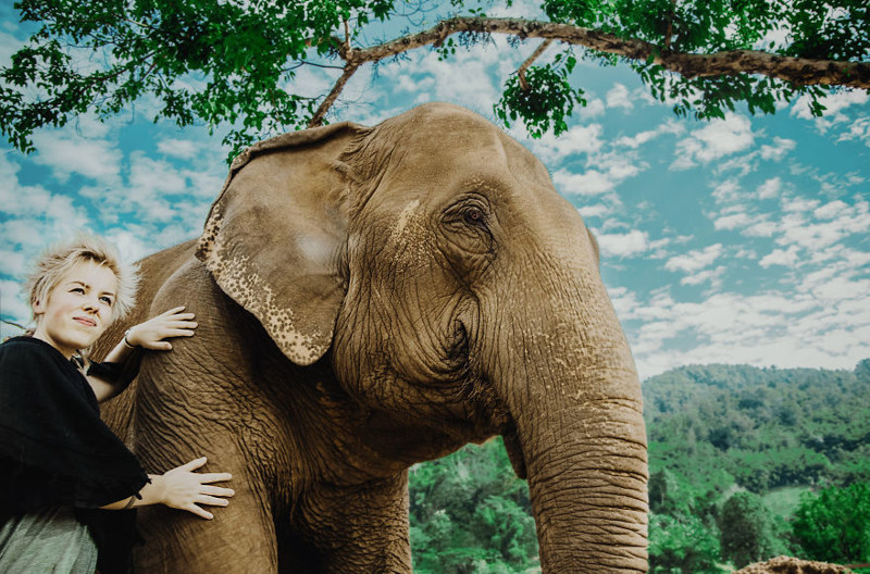 Бедным слонам, которые живут в неволе, приходится учиться возить на себе людей или выполнять цирковые трюки. Им не позавидуешь. заповедник, слон, слоны, таиланд
