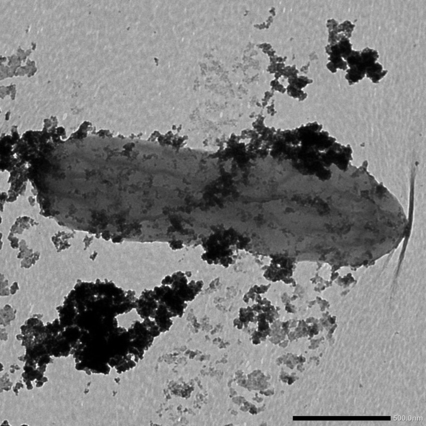 Halanaerobium hydrogeninformans – бактерия, производящая водород