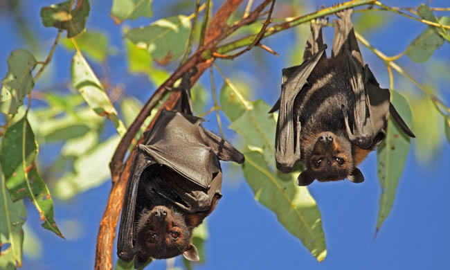 Анекдоты про животных анекдоты