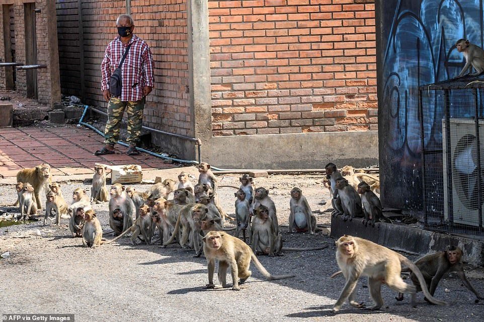 Как злые обезьяны заполонили целый город в Таиланде макаки, обезьян, тысяч, Лопбури, больше, много, в Лопбури, говорит, особей, жителей, макак, животных, принялись, здание, забито, трупами, умерших, и теперь, сотен, и гниющим