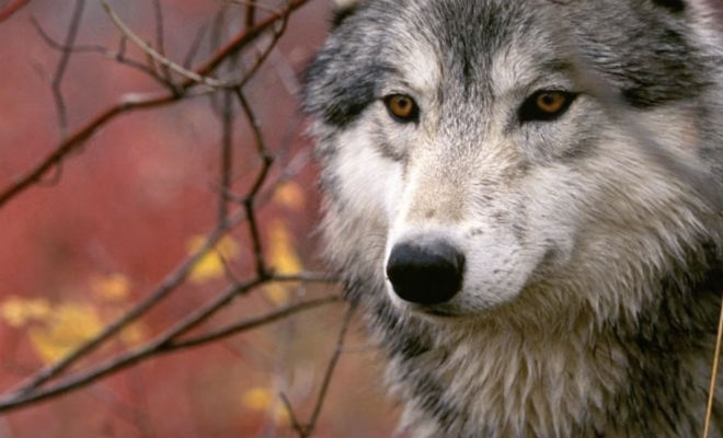 Слабое зрение не помешало девочке приручить волка: вся деревня была против Культура