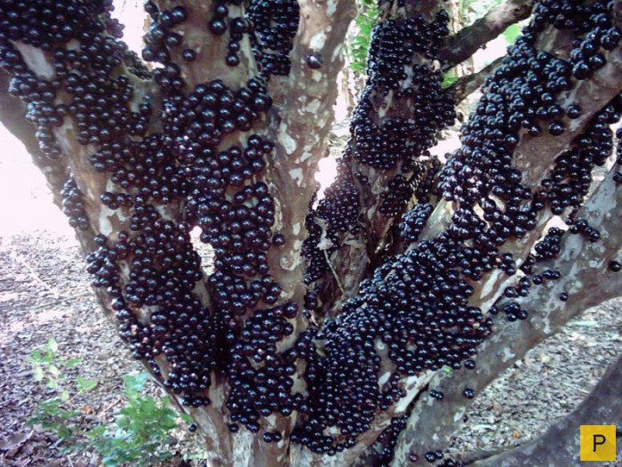 Топ 15: Самые странные растения на Земле (16 фото)