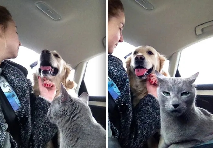 Смешные снимки с животными, которые ревнуют своих хозяев