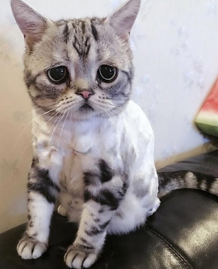 кошка луху, самая грустная кошка в мире 
