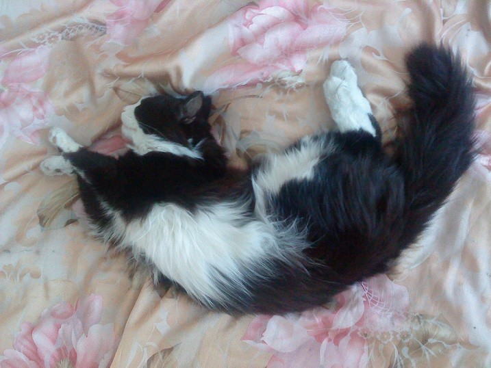 4.1. Бонус. котята, кошка, частный дом
