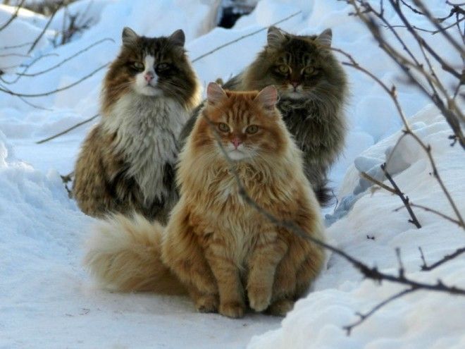 Siberian Cat