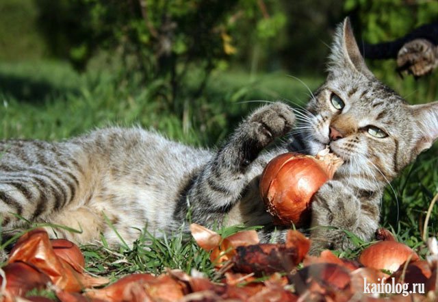 Коты, которые знают толк в еде (40 фото)