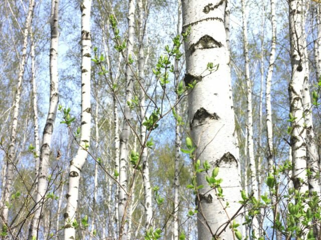 Листья березы можно собирать и использовать в салатах ранней весной. © gardeningknowhow  
