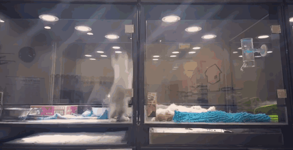 котенок сбегает из клетки к соседу щенку