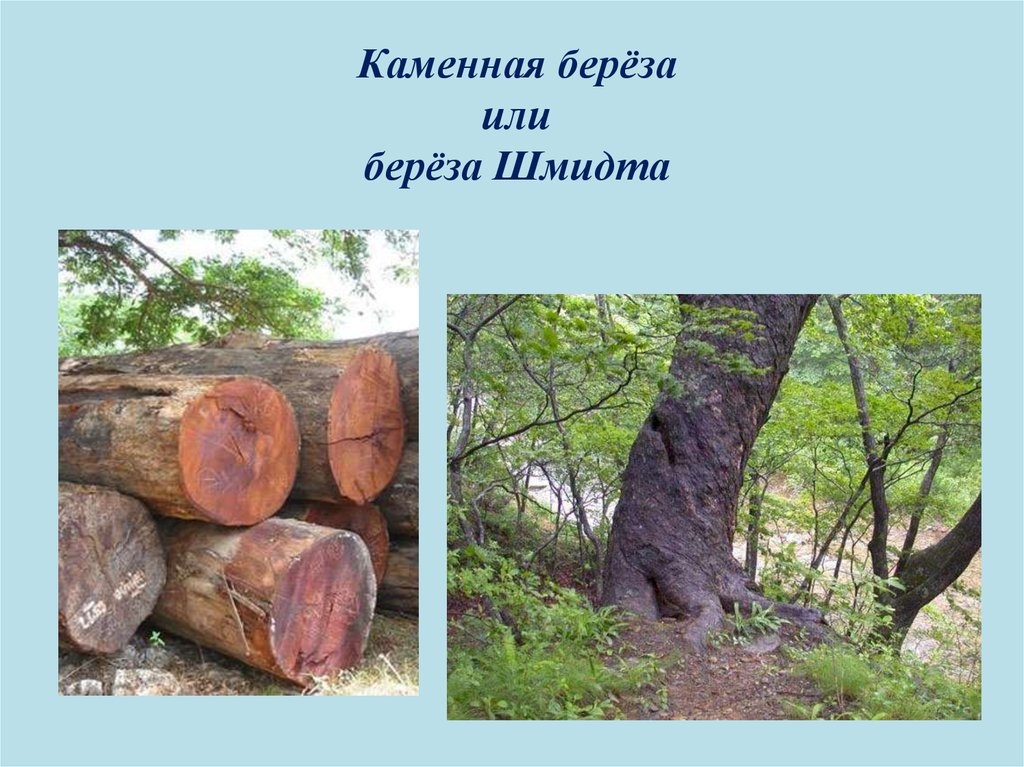 самое прочное дерево в россии