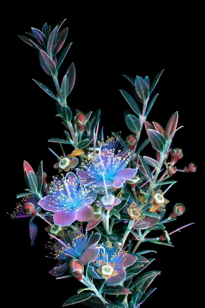 Фотографии цветов, освещённых ультрафиолетом (10 фото)