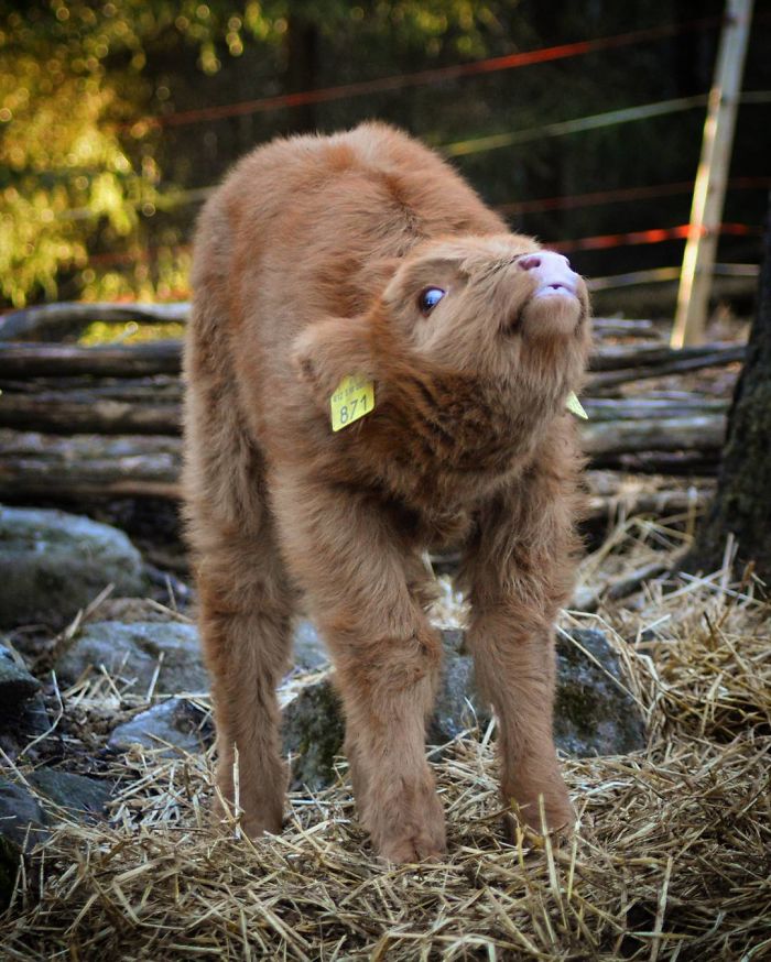 Cute-Baby-Highland-Cattle-Calves