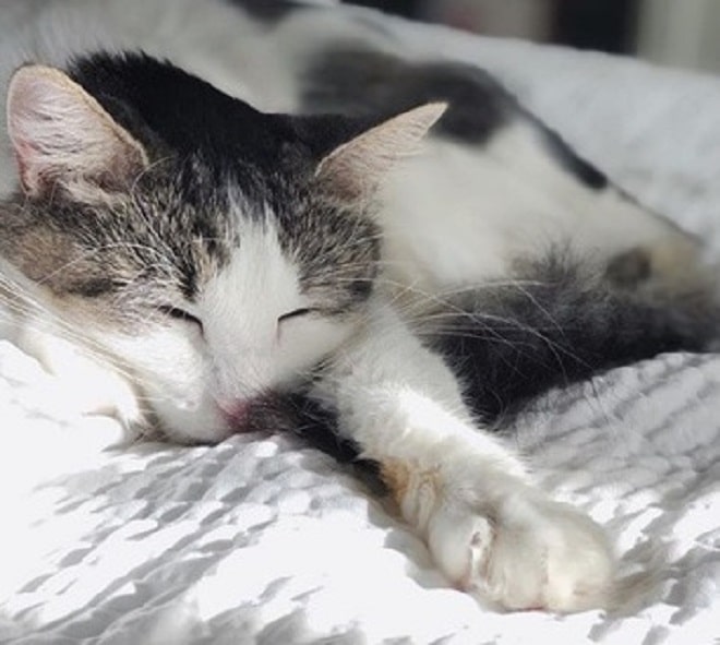 Бездомная кошечка родила котят и исчезла, и никто не знал, где она теперь 