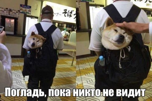 Много фото-приколов и картинок (60 шт)