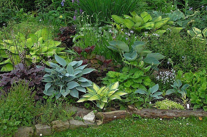 Почвопокровные и низкие растения для тенистого сада.
