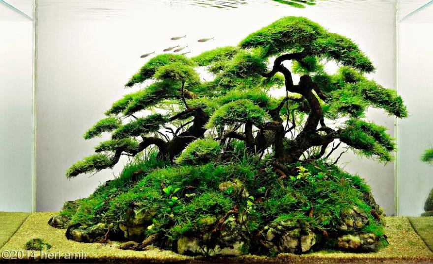 Аквариумные пейзажи - красота под водой Аквариумные пейзажи - красота под водой