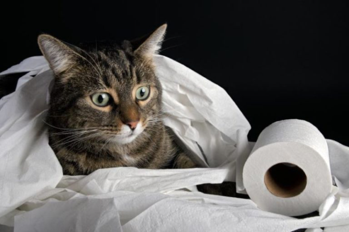 Почему кошки после дефекации радостно носятся по всей квартире? может, после, кошки, кошка, области, поведения, удовольствие, домашние, случаях, какиелибо, также, Многие, образом, несколько, кошек, лотка, активно, которые, ведут, кошачьих
