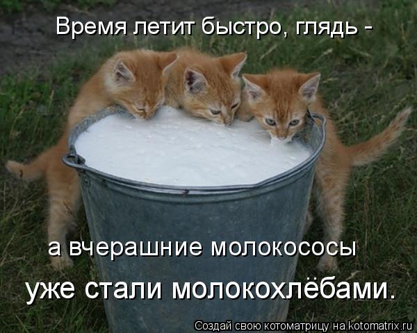 Котоматрица: Время летит быстро, глядь - уже стали молокохлебами. а вчерашние молокососы ..