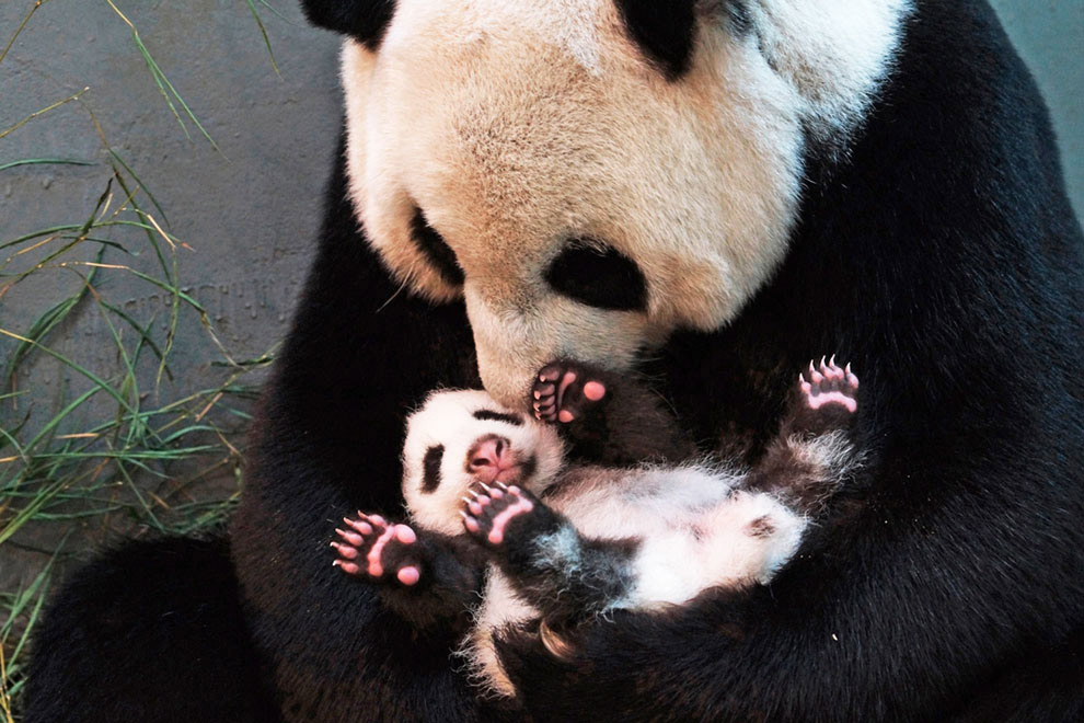 Бамбуковый медведь панды, панда, большая, дикой, чёрными, природе, медведей, аренды, имеет, благодаря, бамбука, медведь, являются, является, плюшевыми, Давиду, невинный, известна, Западе, создавшийся