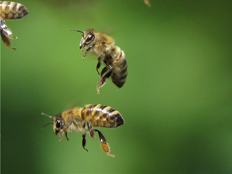 Пчёлы. Интересные факты животные, насекомые, пчёлы, факты