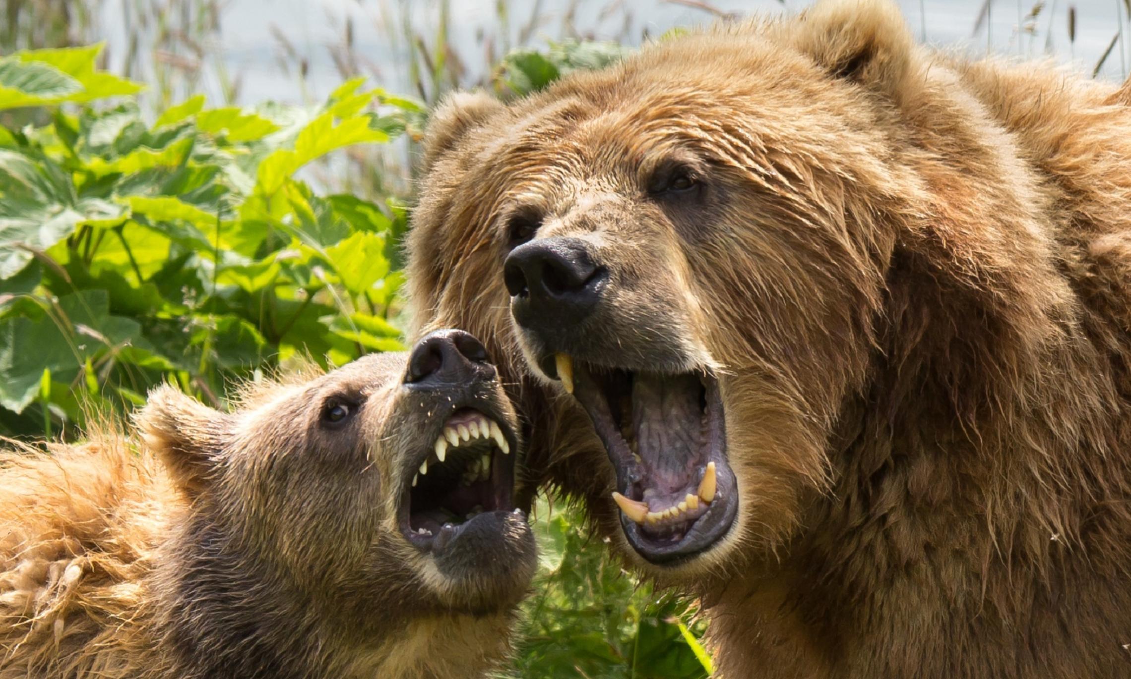 В Новодвинске заметили двух медведей