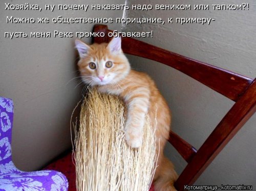 Новая котоматрица для всех (20 шт)