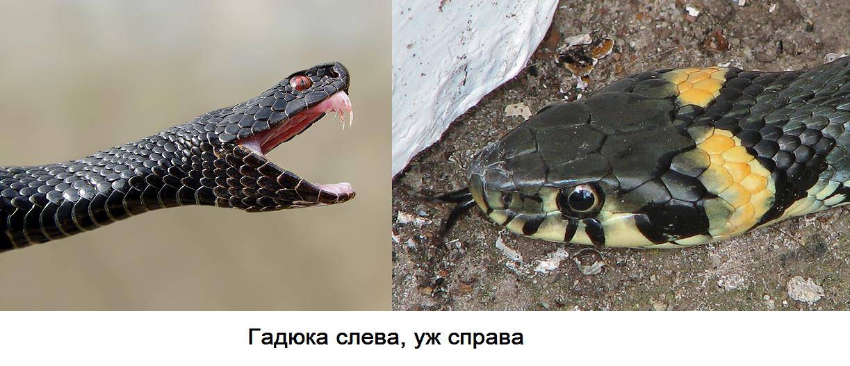 Уж или ядовитая гадюка