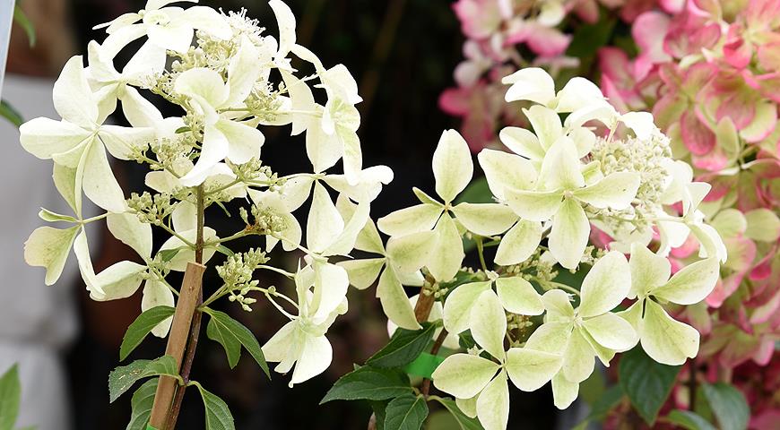 Стар роуз описание. Hydrangea paniculata great Star® 'le Vasterival'.