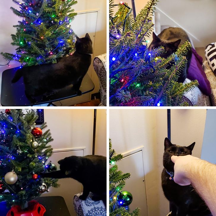 черный кот играет с игрушками на елке