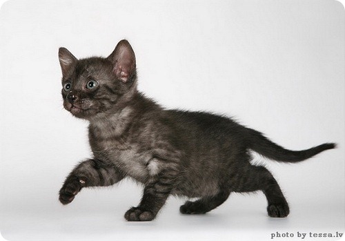 Египетская мау