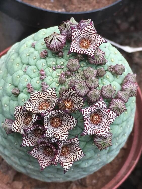 Эти суккуленты - они сами один большой лист. Trichocaulon cactiforme из семейства Ластовневые "голые", интересное, красота, природа, растения, факты