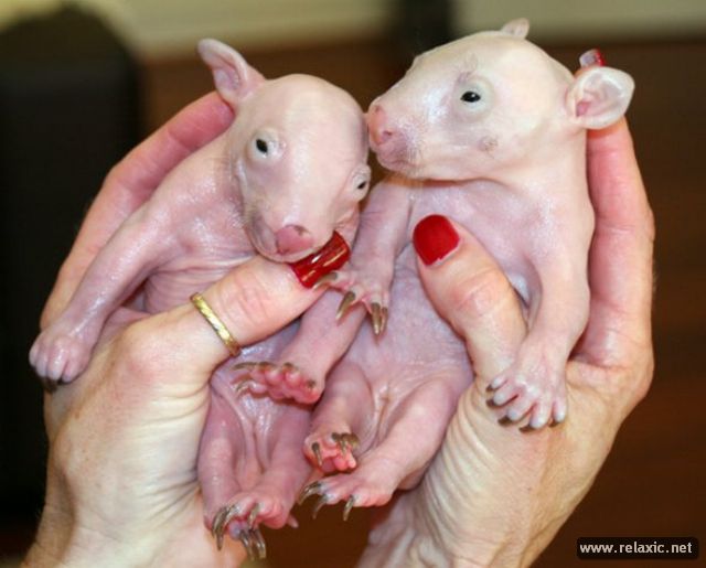 newborn-wombats_005