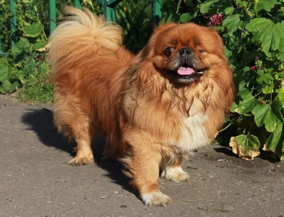 Спасая хозяина, пекинес повис на ухе страшного врага