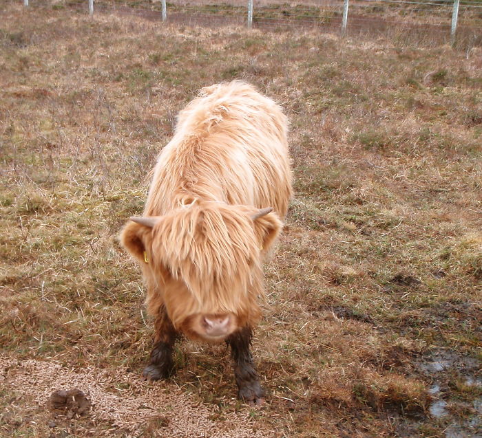 Cute-Baby-Highland-Cattle-Calves