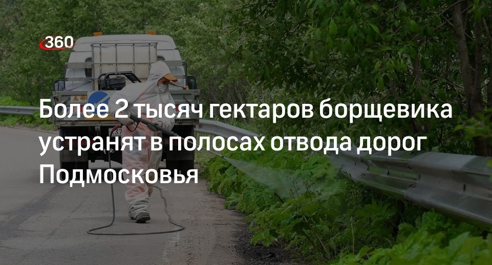 Борщевик устранят в полосах отвода дорог Подмосковья