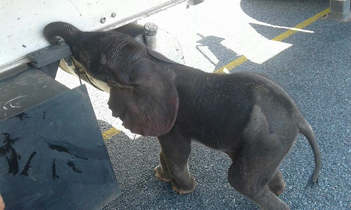 thirsty-baby-elephant-truck-drivers-give-water-botswana-3