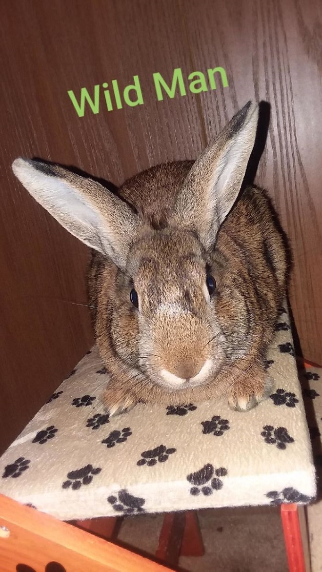 Кролик сидит 